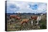 Lamas Family in El Cajas National Park, Ecuador-brizardh-Stretched Canvas