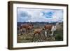 Lamas Family in El Cajas National Park, Ecuador-brizardh-Framed Photographic Print