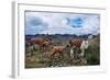Lamas Family in El Cajas National Park, Ecuador-brizardh-Framed Photographic Print