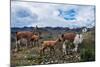 Lamas Family in El Cajas National Park, Ecuador-brizardh-Mounted Photographic Print