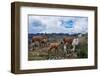 Lamas Family in El Cajas National Park, Ecuador-brizardh-Framed Photographic Print