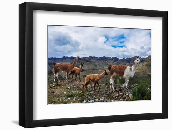 Lamas Family in El Cajas National Park, Ecuador-brizardh-Framed Photographic Print