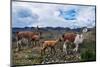 Lamas Family in El Cajas National Park, Ecuador-brizardh-Mounted Photographic Print