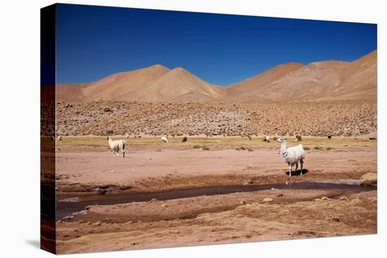 Lamas in Atacama Desert, Chile-Nataliya Hora-Stretched Canvas