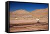 Lamas in Atacama Desert, Chile-Nataliya Hora-Framed Stretched Canvas