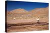 Lamas in Atacama Desert, Chile-Nataliya Hora-Stretched Canvas