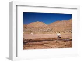 Lamas in Atacama Desert, Chile-Nataliya Hora-Framed Photographic Print