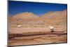 Lamas in Atacama Desert, Chile-Nataliya Hora-Mounted Photographic Print