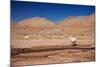 Lamas in Atacama Desert, Chile-Nataliya Hora-Mounted Photographic Print