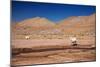 Lamas in Atacama Desert, Chile-Nataliya Hora-Mounted Photographic Print