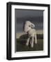 Lamb, 2009,-Peter Jones-Framed Giclee Print