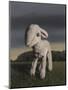 Lamb, 2009,-Peter Jones-Mounted Giclee Print