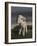 Lamb, 2009,-Peter Jones-Framed Giclee Print