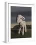 Lamb, 2009,-Peter Jones-Framed Giclee Print