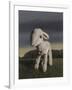 Lamb, 2009,-Peter Jones-Framed Giclee Print