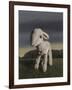 Lamb, 2009,-Peter Jones-Framed Giclee Print