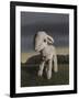 Lamb, 2009,-Peter Jones-Framed Giclee Print