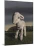 Lamb, 2009,-Peter Jones-Mounted Giclee Print