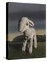 Lamb, 2009,-Peter Jones-Stretched Canvas