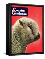 "Lamb," Country Gentleman Cover, May 1, 1948-Stanley Johnson-Framed Stretched Canvas
