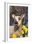 Lamb in Daffodils Bleating-null-Framed Photographic Print