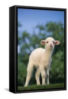 Lamb in Grass-DLILLC-Framed Stretched Canvas