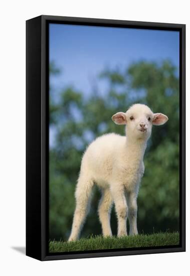 Lamb in Grass-DLILLC-Framed Stretched Canvas