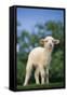 Lamb in Grass-DLILLC-Framed Stretched Canvas