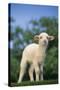Lamb in Grass-DLILLC-Stretched Canvas