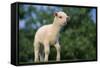 Lamb in Grass-DLILLC-Framed Stretched Canvas