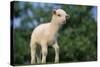 Lamb in Grass-DLILLC-Stretched Canvas