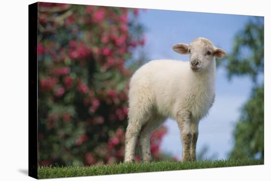 Lamb in Grass-DLILLC-Stretched Canvas