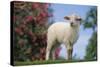 Lamb in Grass-DLILLC-Stretched Canvas