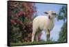 Lamb in Grass-DLILLC-Framed Stretched Canvas