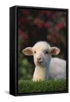 Lamb in Grass-DLILLC-Framed Stretched Canvas