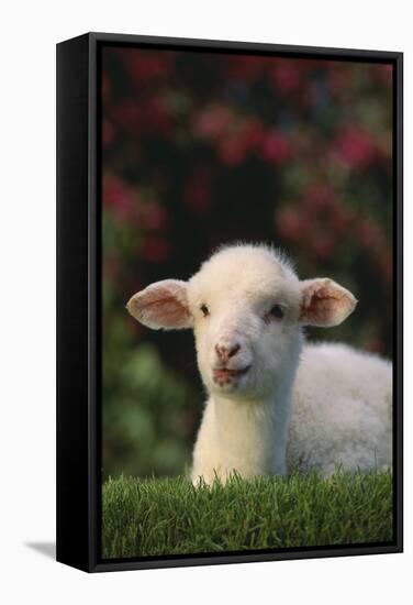 Lamb in Grass-DLILLC-Framed Stretched Canvas