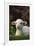 Lamb in Grass-DLILLC-Framed Photographic Print