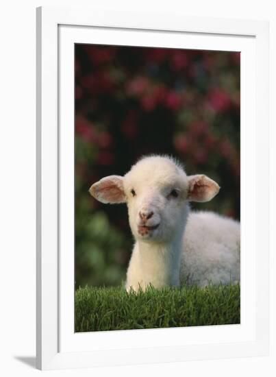 Lamb in Grass-DLILLC-Framed Photographic Print