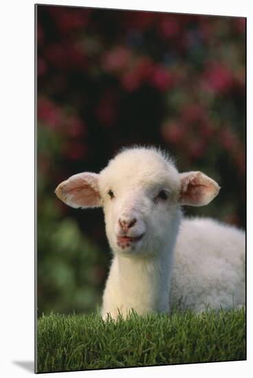 Lamb in Grass-DLILLC-Mounted Photographic Print