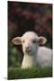 Lamb in Grass-DLILLC-Mounted Photographic Print