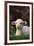 Lamb in Grass-DLILLC-Framed Photographic Print