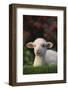 Lamb in Grass-DLILLC-Framed Photographic Print