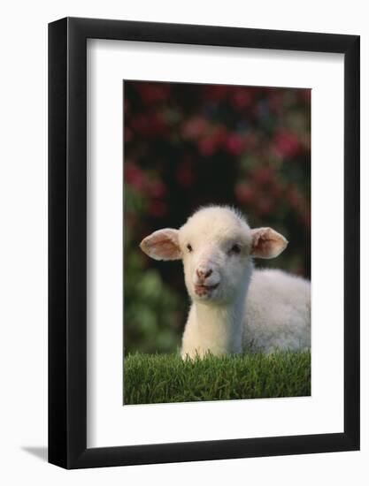 Lamb in Grass-DLILLC-Framed Photographic Print