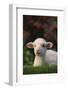 Lamb in Grass-DLILLC-Framed Photographic Print