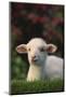 Lamb in Grass-DLILLC-Mounted Photographic Print