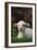 Lamb in Grass-DLILLC-Framed Photographic Print