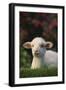Lamb in Grass-DLILLC-Framed Photographic Print