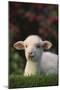 Lamb in Grass-DLILLC-Mounted Photographic Print