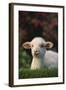 Lamb in Grass-DLILLC-Framed Photographic Print