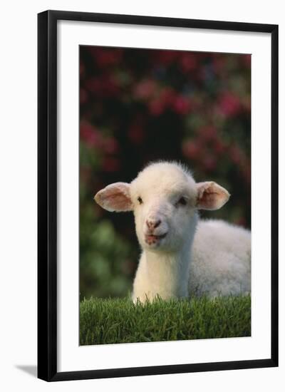 Lamb in Grass-DLILLC-Framed Photographic Print